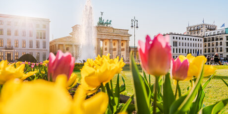 El esplendor de las flores en la Puerta de Brandenburgo