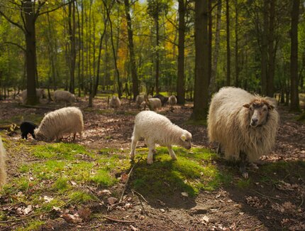 Osterlämmer und Schafe im Düppeler Wald