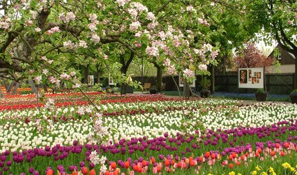 Tulipan - Britzer Garten Berlin