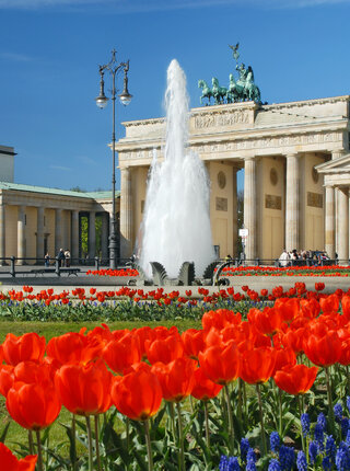 Brandenburger Tor im Frühling mit roten Tulpen