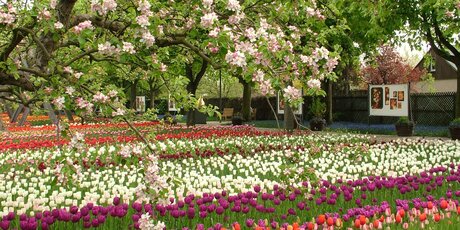 Tulipan - Britzer Garten Berlin
