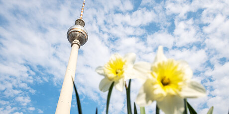 Berliner Fernsehturm im Frühling