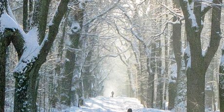 Grunewald im Winter