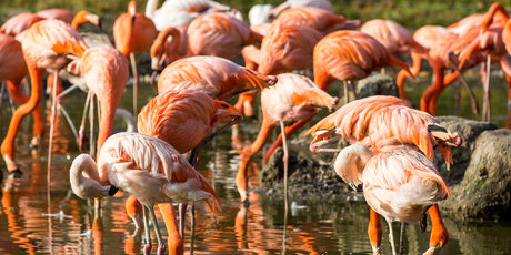 Flamingos im Tierpark Berlin im Herbst