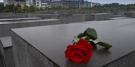 Rose on the Memorial to the Murdered Jews of Europe in Berlin Mitte