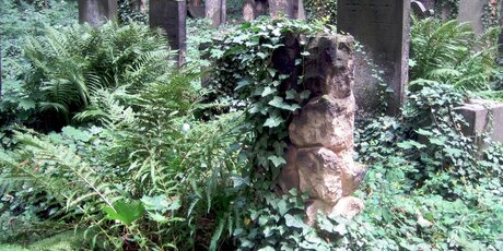 Überwucherte Grabsteine auf dem Jüdischer Friedhof in der Schönhauser Allee