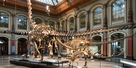 Squelette de dinosaure au Musée d'histoire naturelle de Berlin