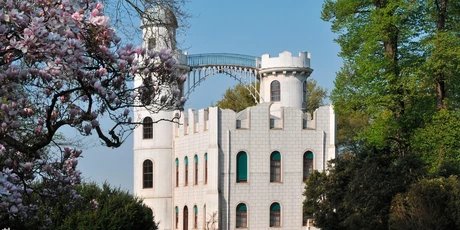 Magnolias tulipes en fleur au château de Pfaueninsel à Berlin