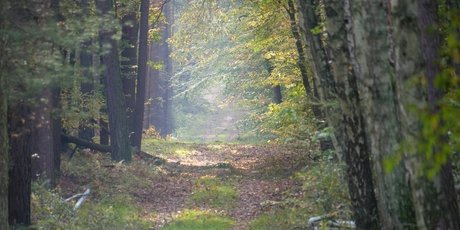 Spandauer Forst