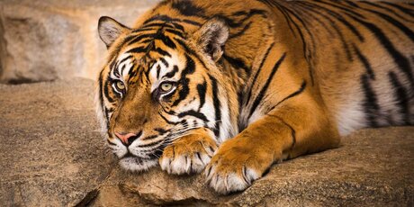 Tierpark Berlin Sumatra tiger