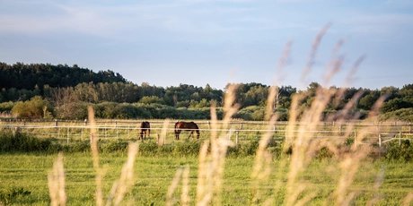 Reinickendorf, Tegeler Fließ