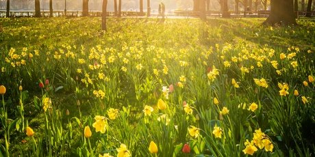 Frühling am Tegeler See