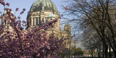 Berliner Dom im Frühling mit Kirschblüten