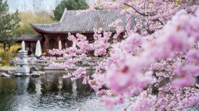 Sakura - The Japanese cherry blossom in the gardens of the world | guided tour