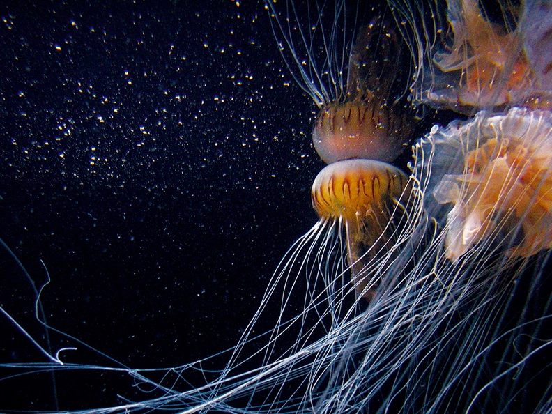 Aquarium Berlin