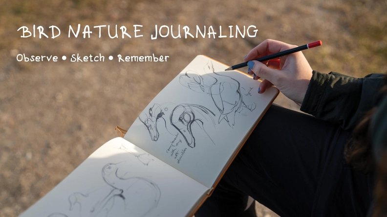 Nature Journaling For Birdwatchers