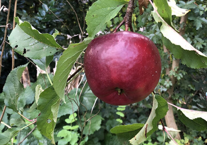 Roter Apfel an einem Baum