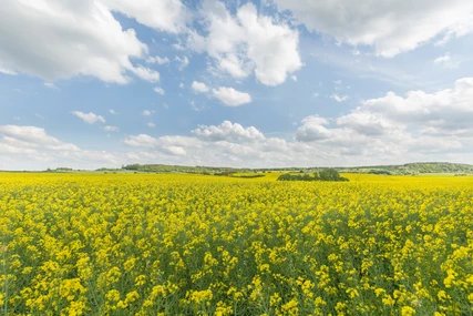 Perfect for an walk: Landscape in Brandenburg Landscape arround Chorin in Brandenburg