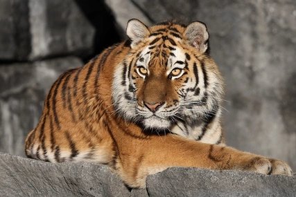 Amurtiger Tierpark Berlin_en