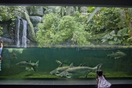 Aquarium in Berlin in the Zoologischen Garden