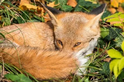 Biodiversitaet, Stadtnatur, Fuchs