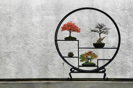 Bonsai