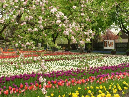 Tulipan - Britzer Garten Berlin