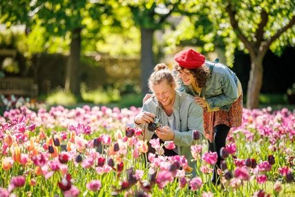 Tulipan im Britzer Garten