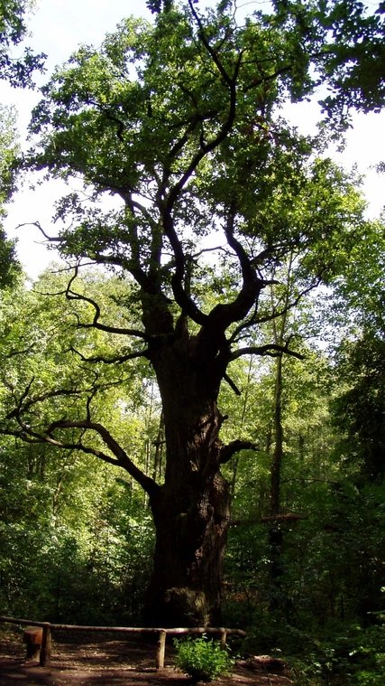 Baum "Dicke Marie" Die Dicke Marie