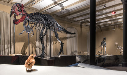 Dinosaur skeleton Tristan in Berlin, Museum of Natural History