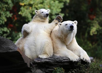 Polar bears Tonja und Hertha in the Tierpark Berlin Polar bears Tonja und Hertha in the Tierpark Berlin