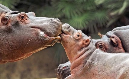 Flusspferd im Zoo - Zoologischer Garten Berlin Zoo Berlin