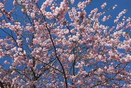 Cherry blossoms in Berlin Cherry blossoms in Berlin