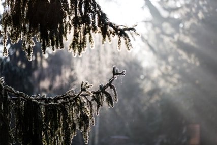Close-Up Of Tree Against Sky