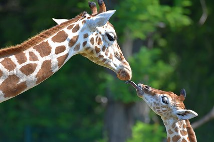 Giraffen im Tierpark Berlin Giraffen im Tierpark Berlin