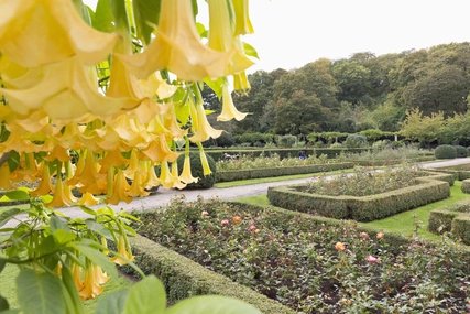 The rose garden in Volkspark Humboldthain Spring: Floral splendour in the Volkspark Humboldthain in Berlin