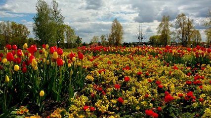 Tulpenpracht auf der IGA Berlin 2017