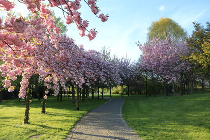 Cherry blossoms at Gardens of the World
