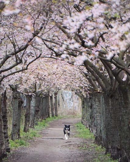Hund spaziert entlang der Kirschblüten am Berliner Mauerweg