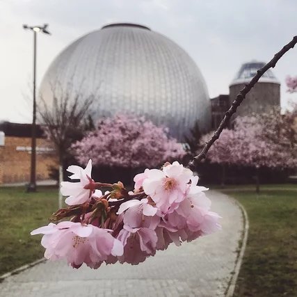 Planetarium Prenzlauer Allee Kirschblüten vor dem Planetarium Prenzlauer Allee