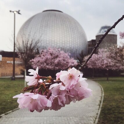Kirschblüte vor dem Planetarium Prenzlauer Allee