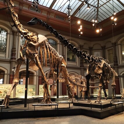 Dinosaurierskelette im Sauriersaal des Museums fuer Naturkunde Berlin