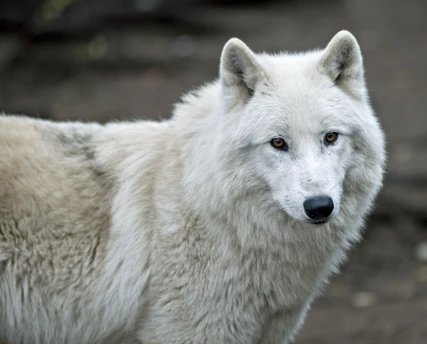 Wolf im Zoo - Zoologischer Garten Berlin Zoo Berlin