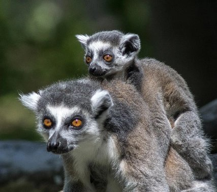 Katta -Jungtier Tierpark Berlin Tierpark Berlin