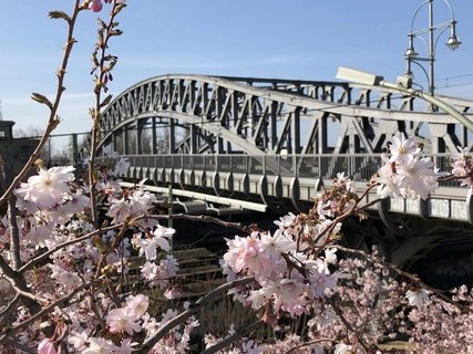 Kirschblüte an der Bösebrücke/Bornholmer Str.