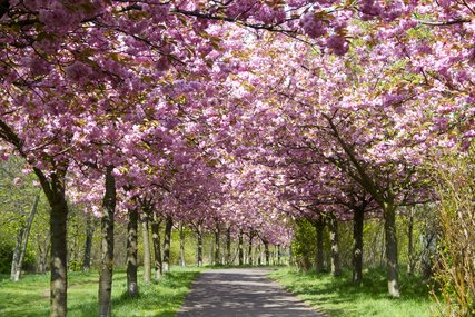 Kirschblüte am Mauerweg Bornholmer Straße