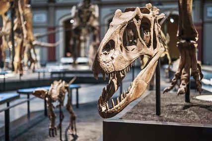 Museum für Naturkunde Dinosaurierskelett im Museum für Naturkunde Berlin