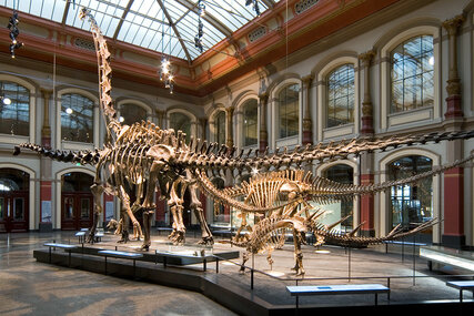 Dinosaur skeleton in the Museum of Natural History Berlin