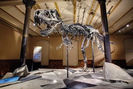 T-REX Skellet im Museum für Naturkunde
