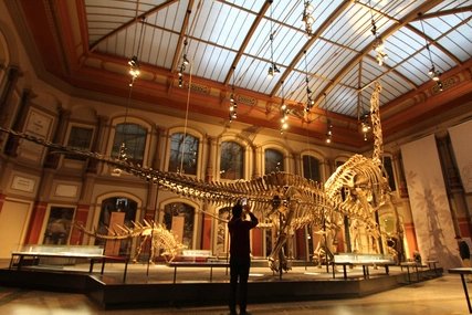Museum für Naturkunde Brachiosaurus - Naturkundemuseum
